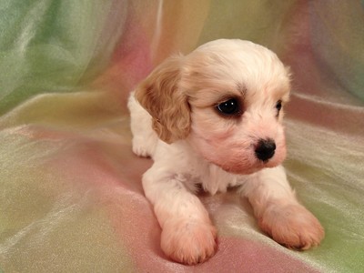 Female Cavachon Puppy for sale Iowa 2012 September